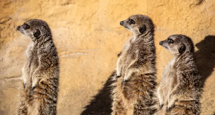 ZSL Family Ticket 2026 + 20% Off Membership by Direct Debit